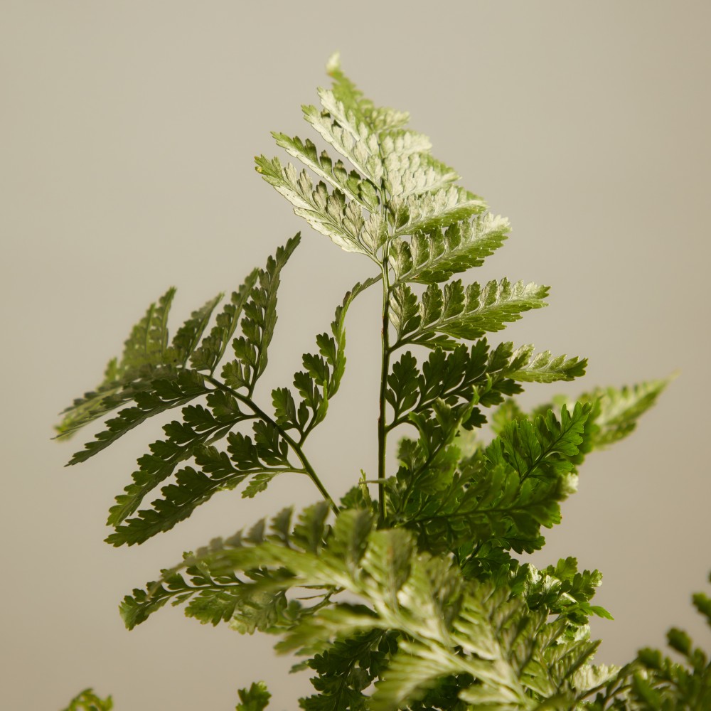 Даваллия Даваллия