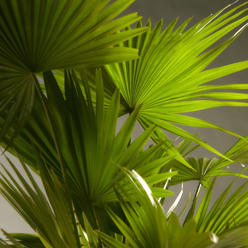 Ливинстона Ротундифолиа