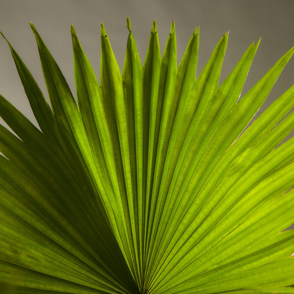 Ливинстона Ротундифолиа