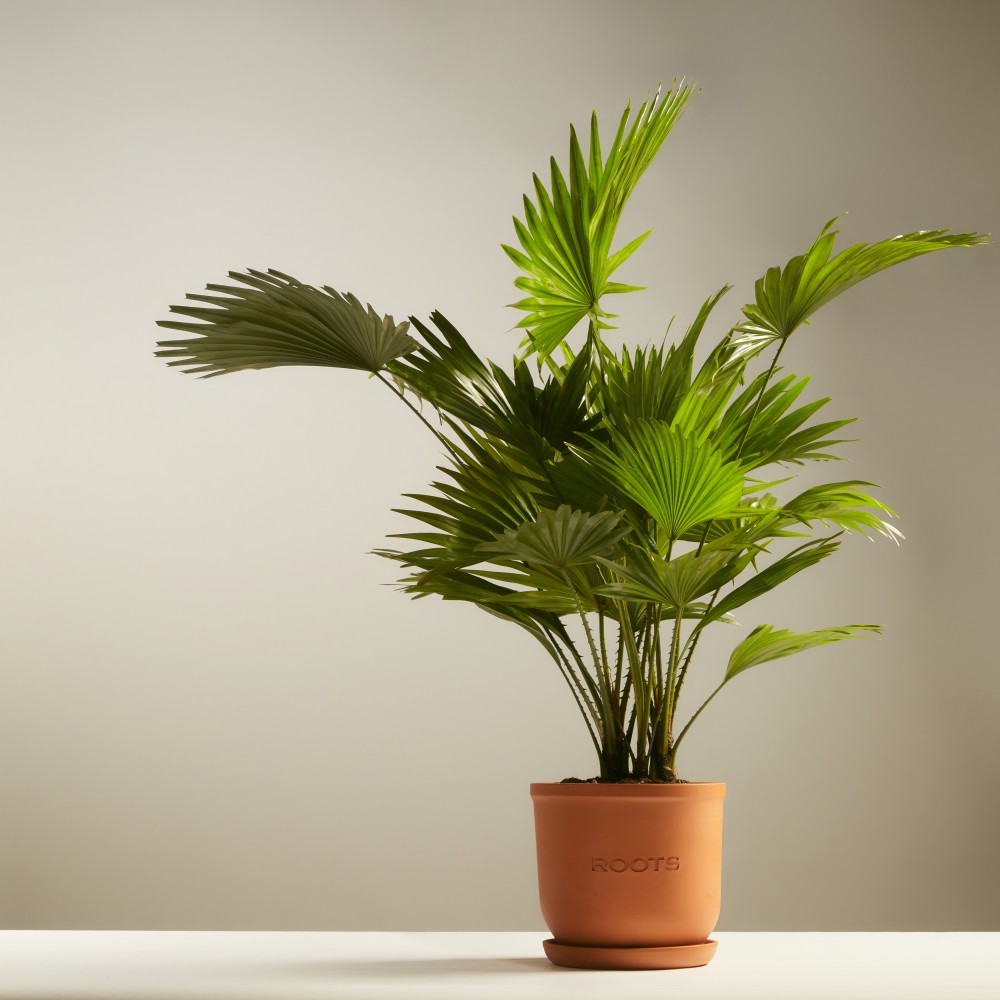 Ливинстона Ротундифолиа