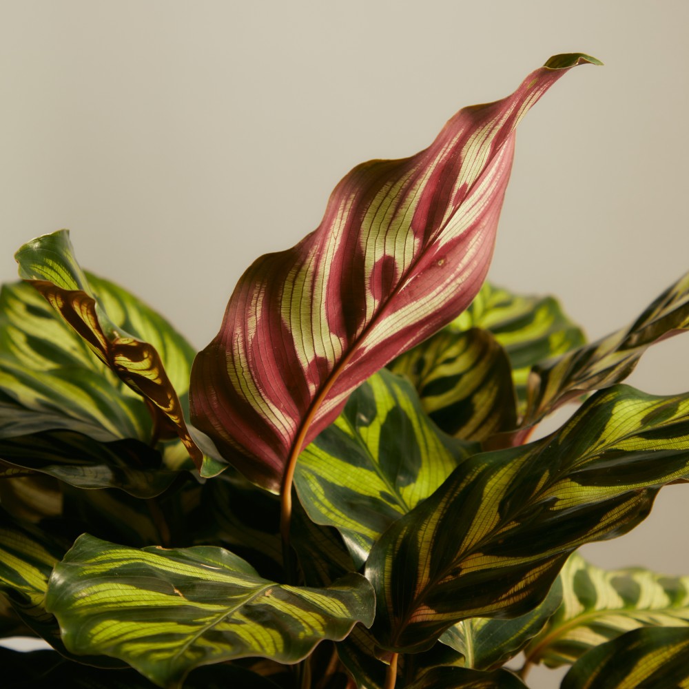 Калатея Макояна