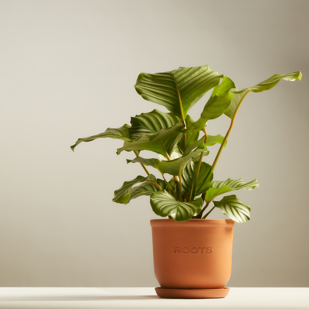 Калатея Орбифолия  Калатея Орбифолия