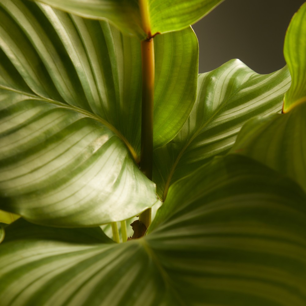 Калатея Орбифолия  Калатея Орбифолия