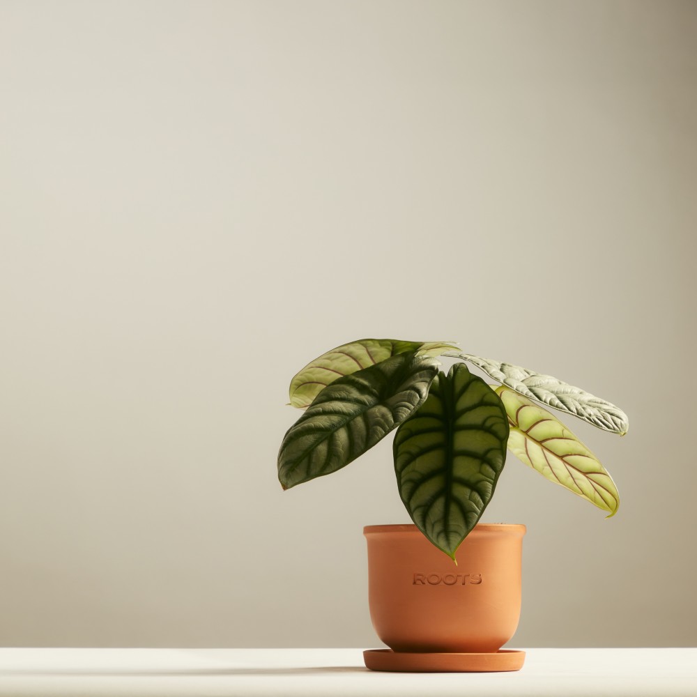 Алоказия Драгон Сильвер Алоказия Драгон Сильвер