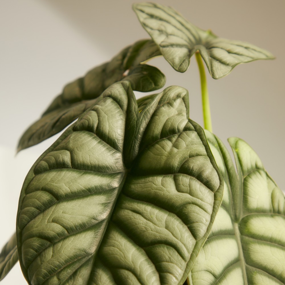 Алоказия Драгон Сильвер Алоказия Драгон Сильвер