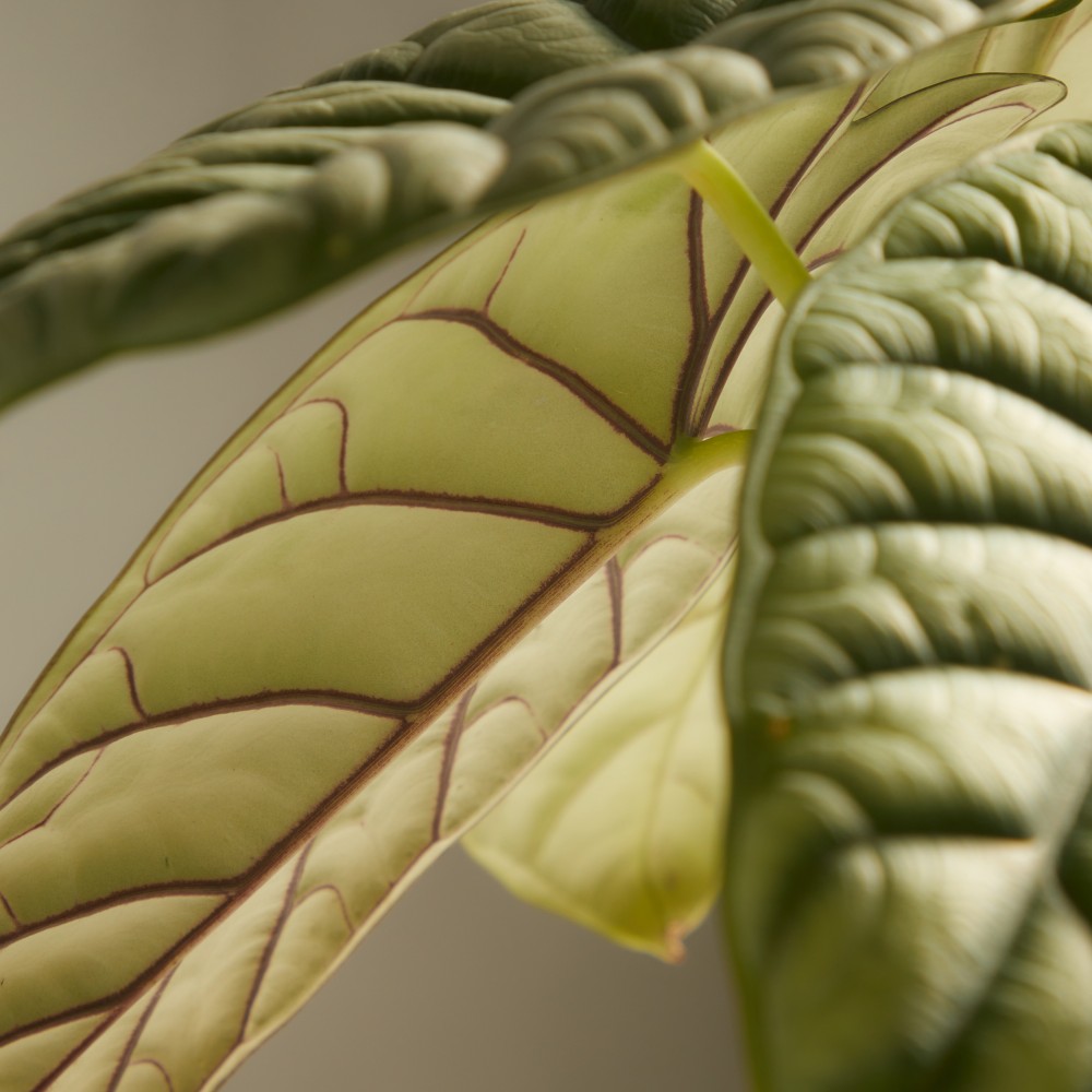 Алоказия Драгон Сильвер Алоказия Драгон Сильвер