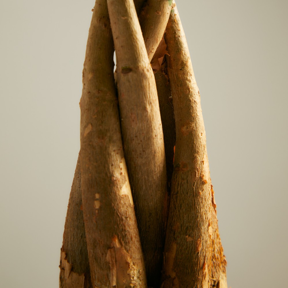 Пахира Акватика  Пахира Акватика