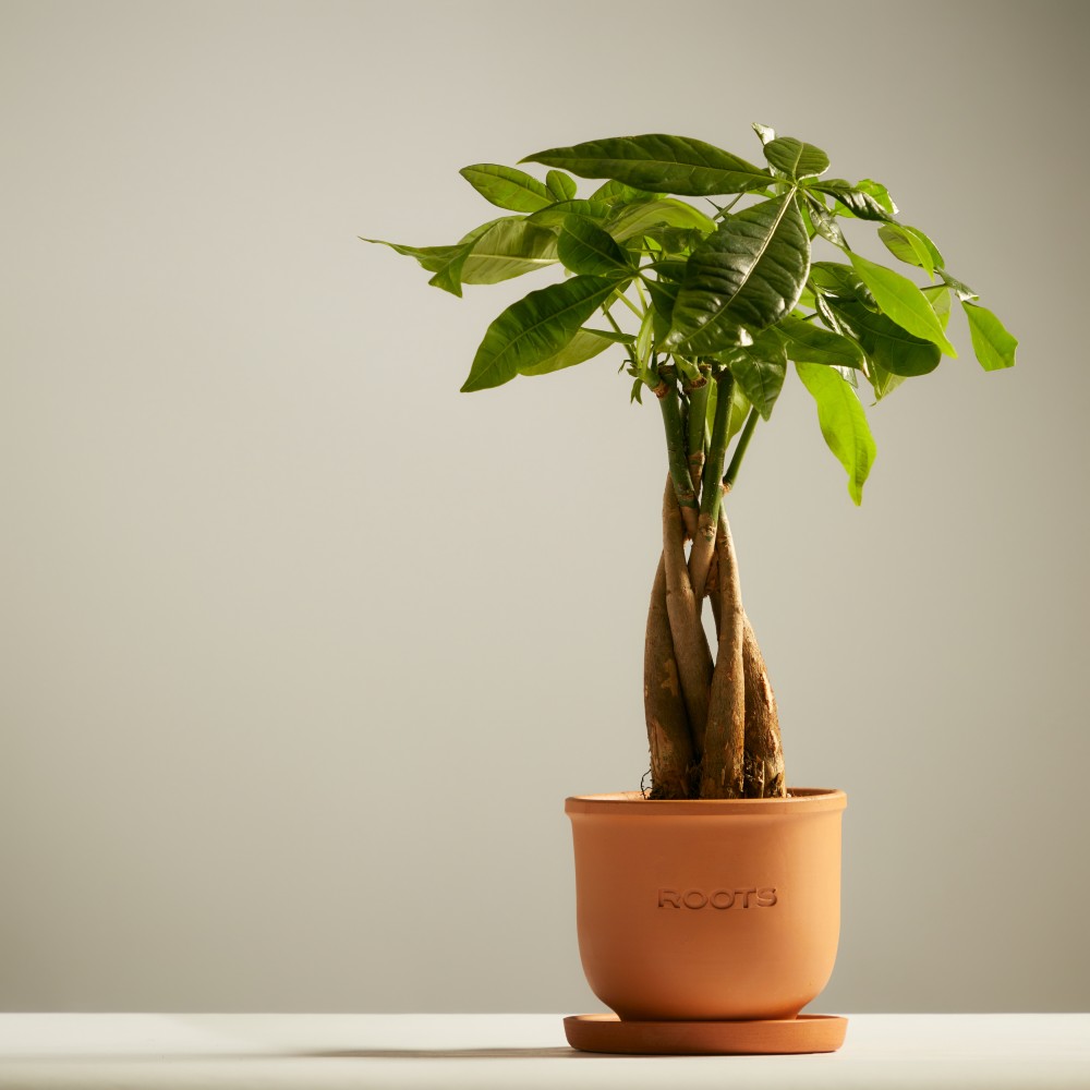 Пахира Акватика  Пахира Акватика