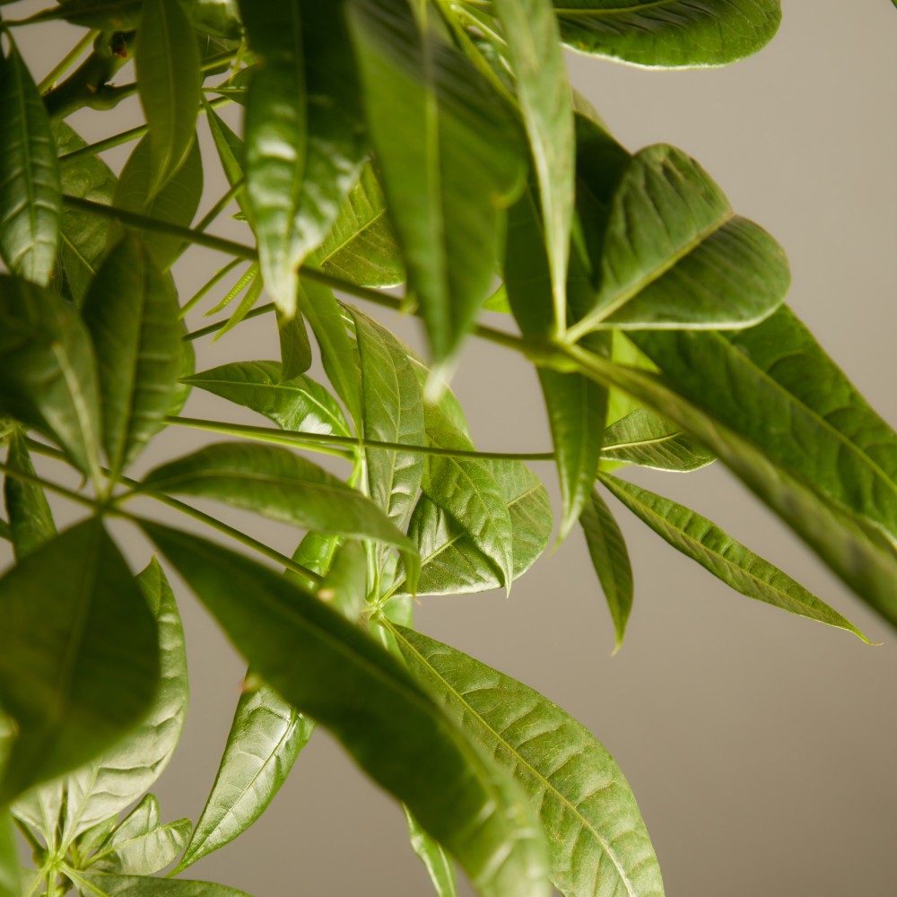 Пахира Акватика  Пахира Акватика