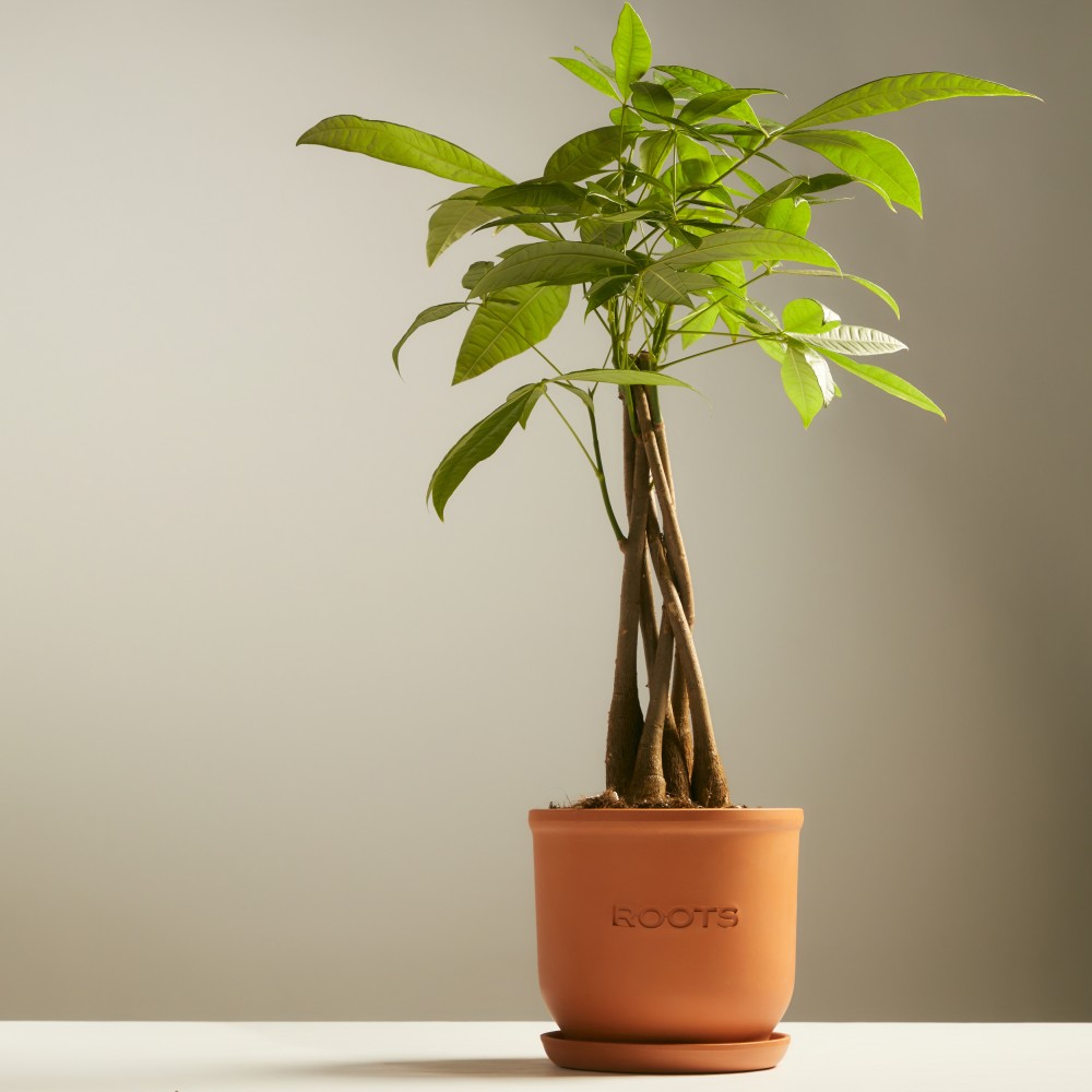 Пахира Акватика  Пахира Акватика