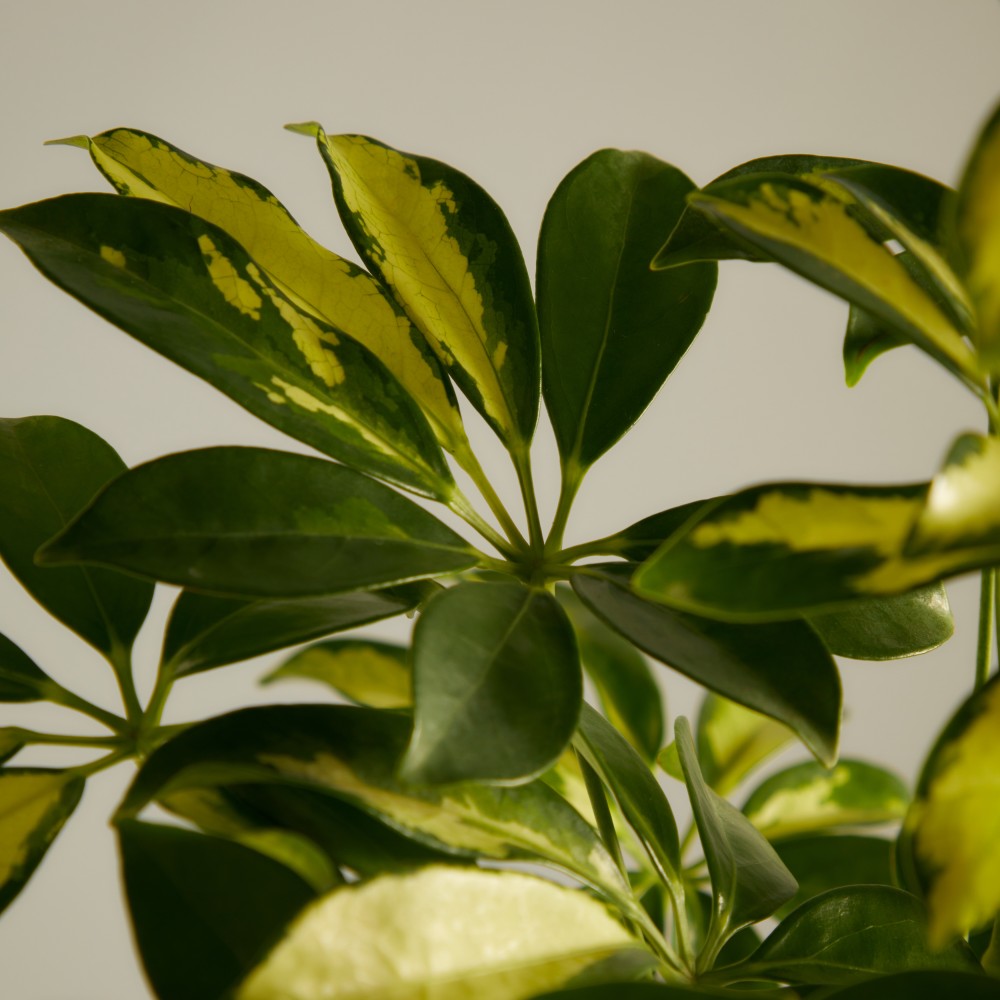 Шеффлера Герда