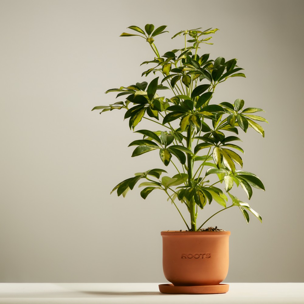 Шеффлера Герда