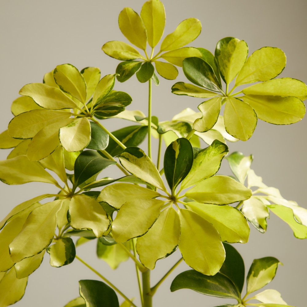 Шеффлера Мелани Шеффлера Мелани