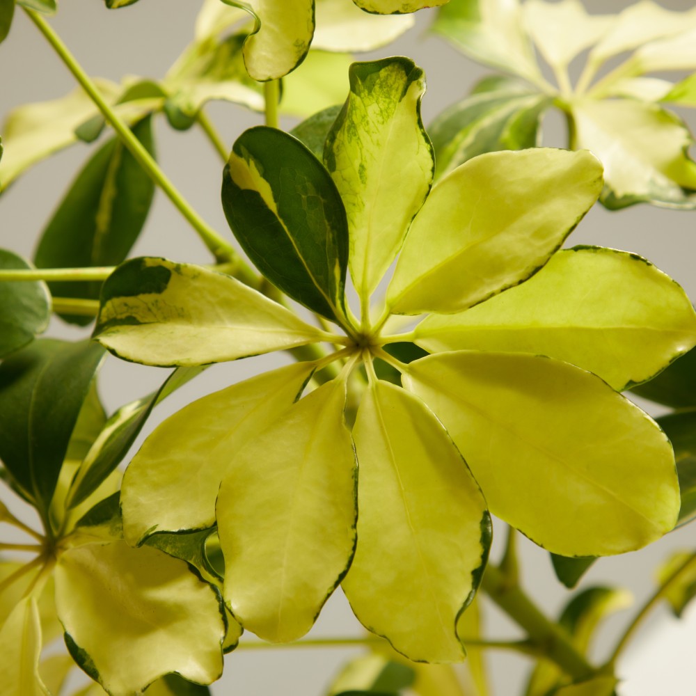 Шеффлера Мелани Шеффлера Мелани