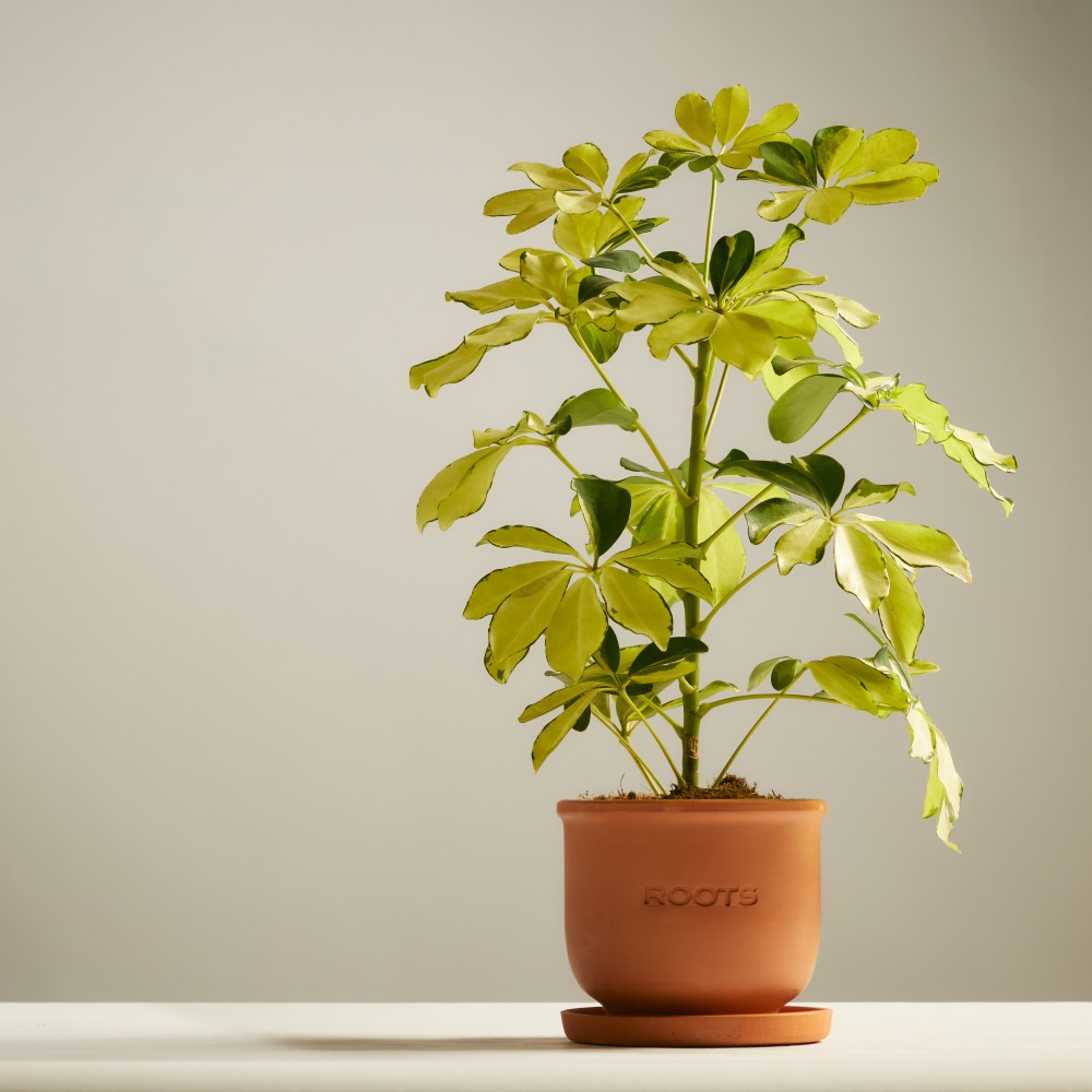 Шеффлера Мелани Шеффлера Мелани