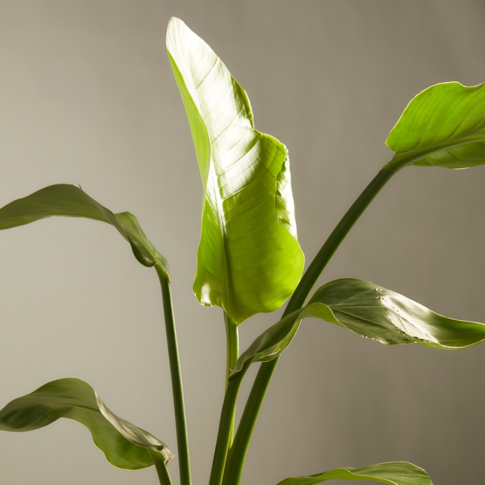 Стрелиция Николая