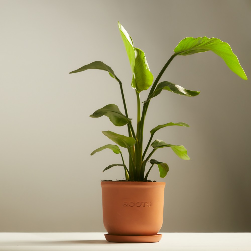 Стрелиция Николая