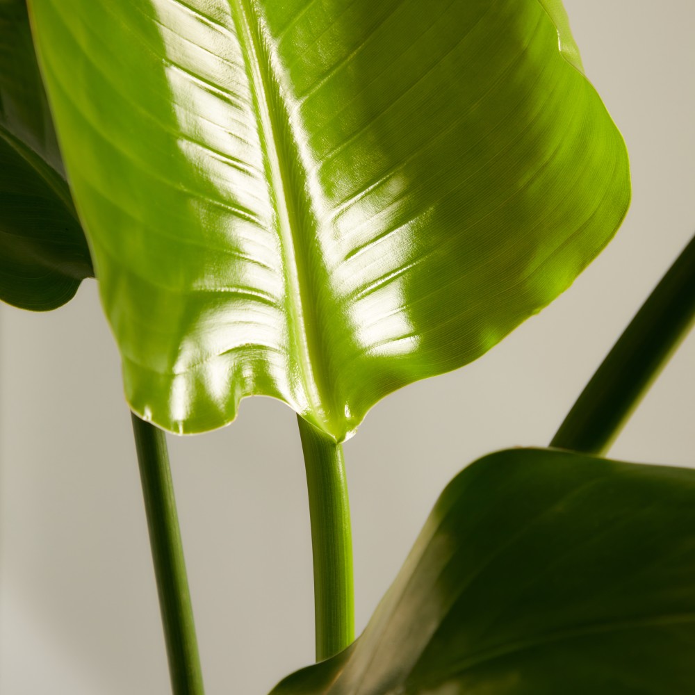 Стрелиция Николая