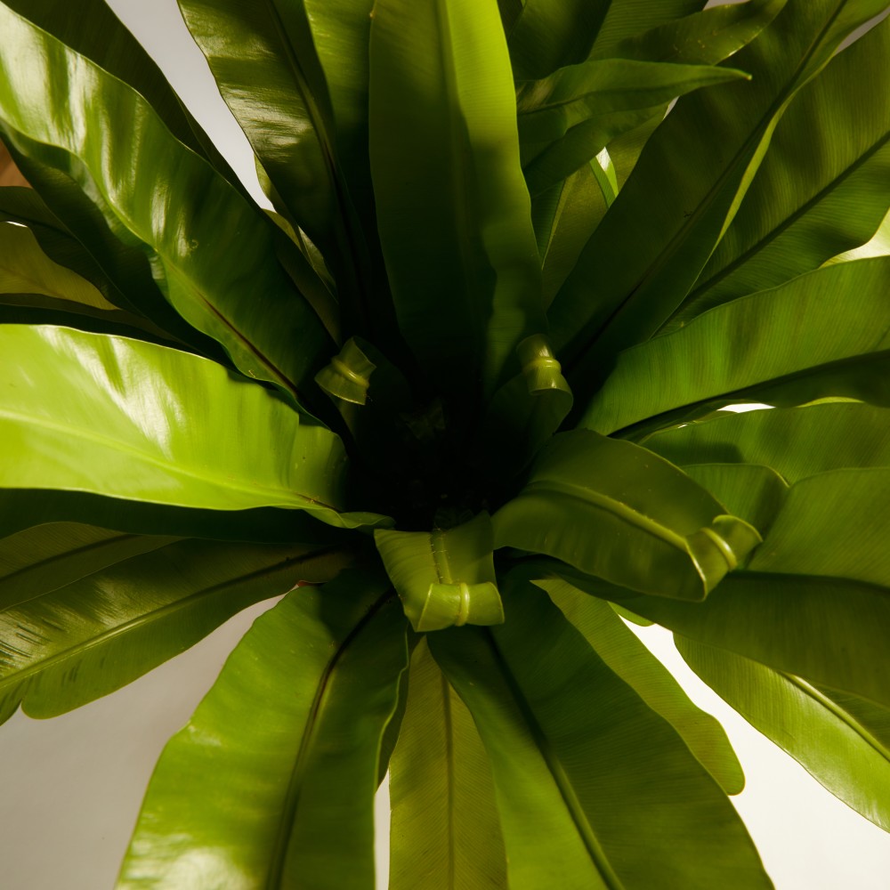 Асплениум Осака Асплениум Осака