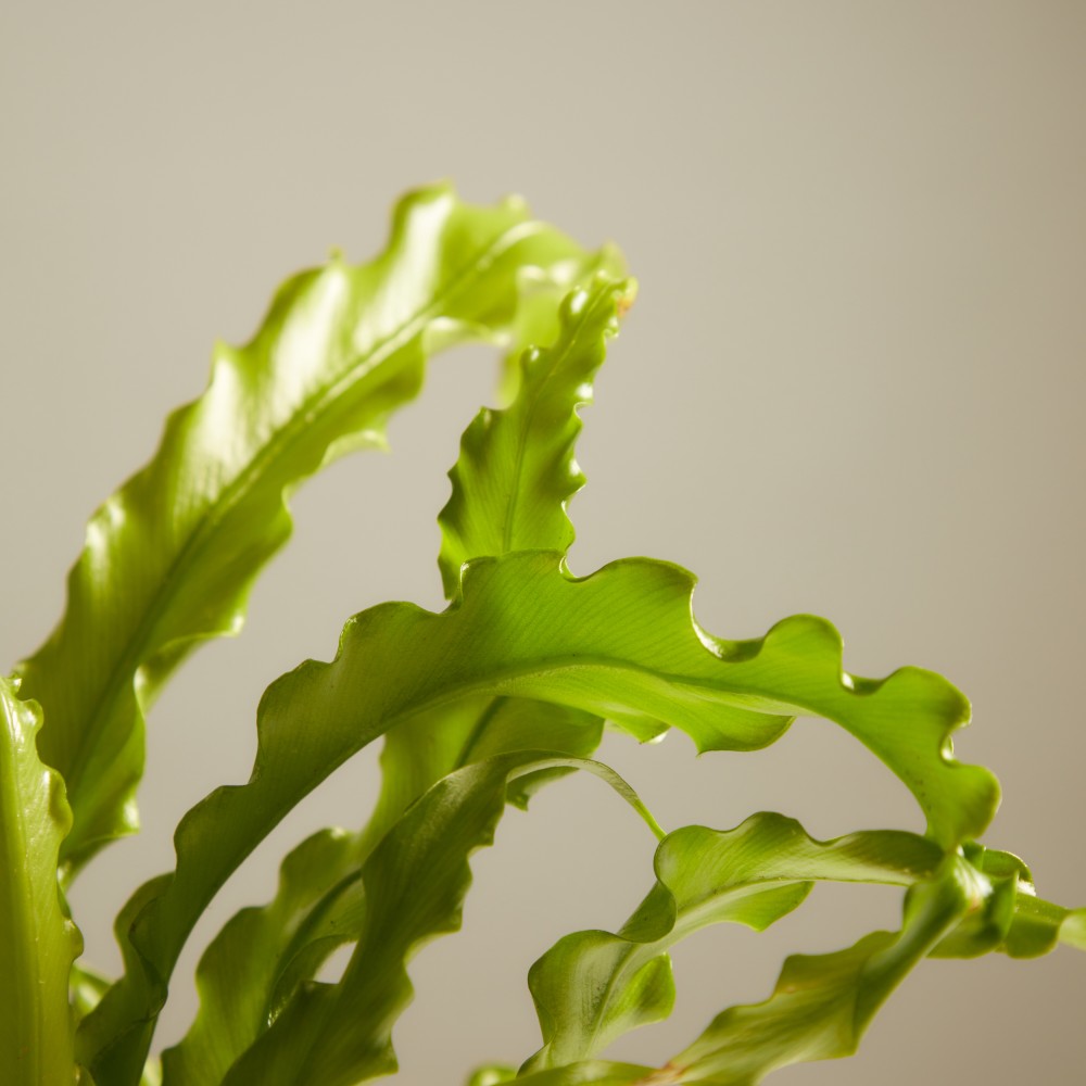 Асплениум Осака Асплениум Осака