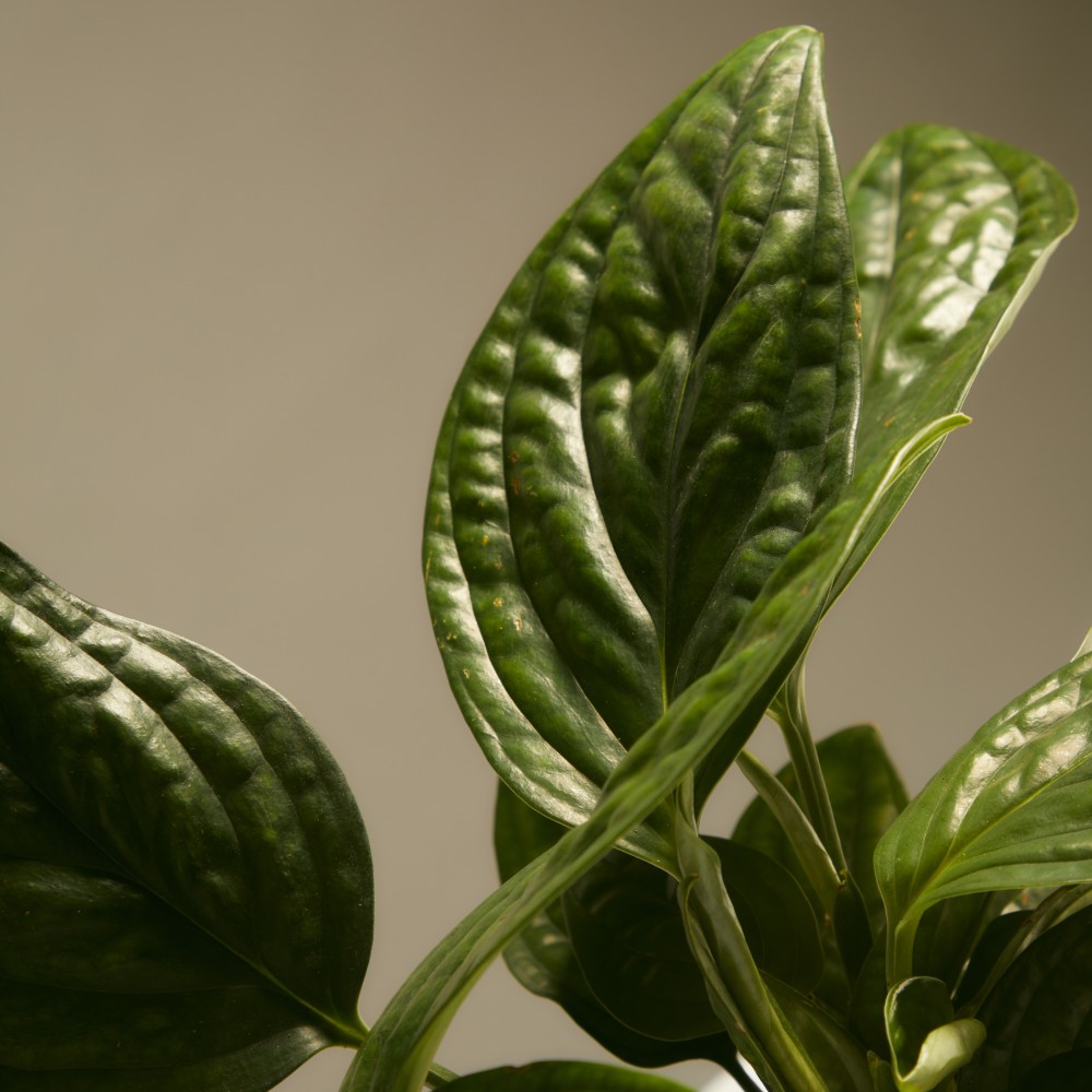 Эпипренум Марбл Планет