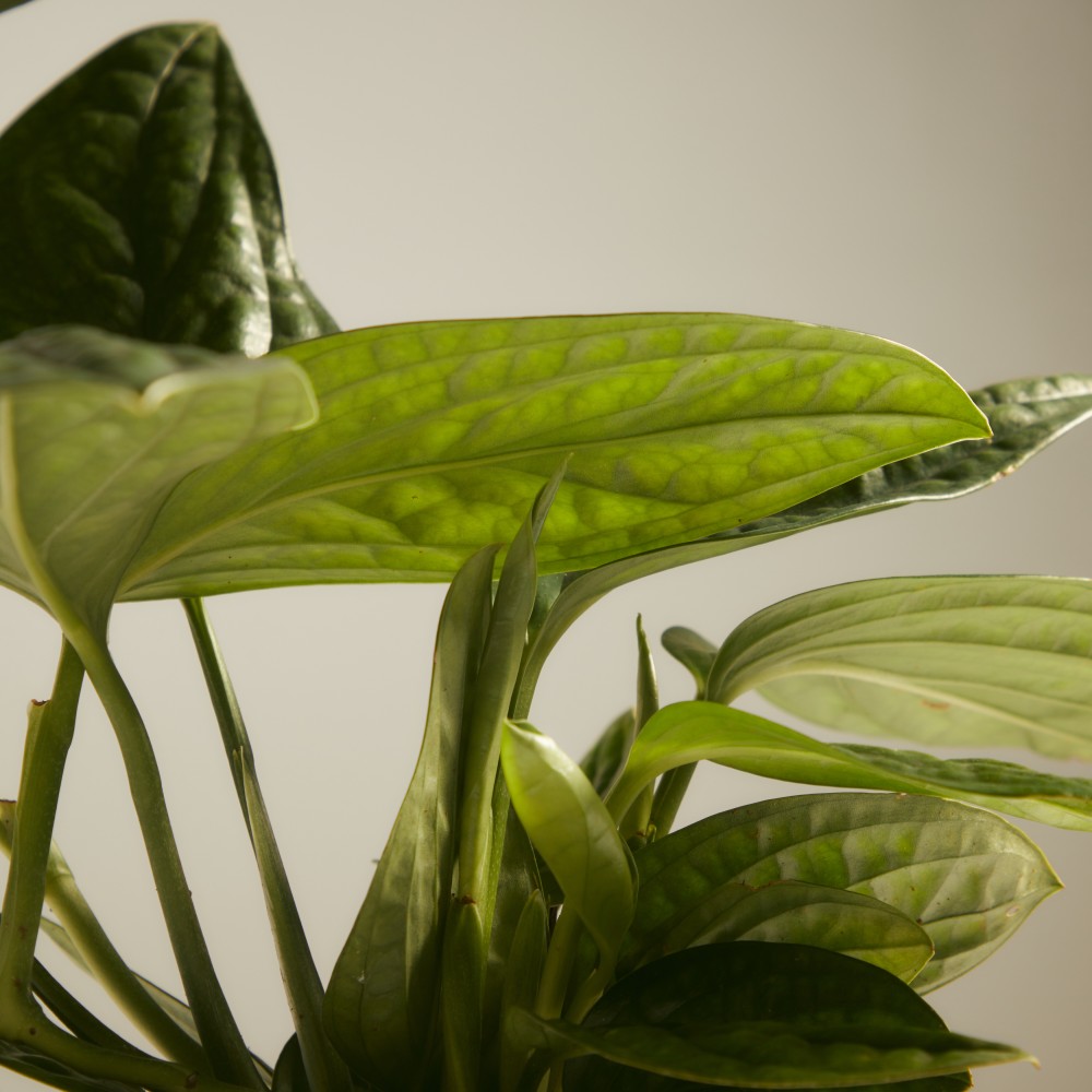 Эпипренум Марбл Планет