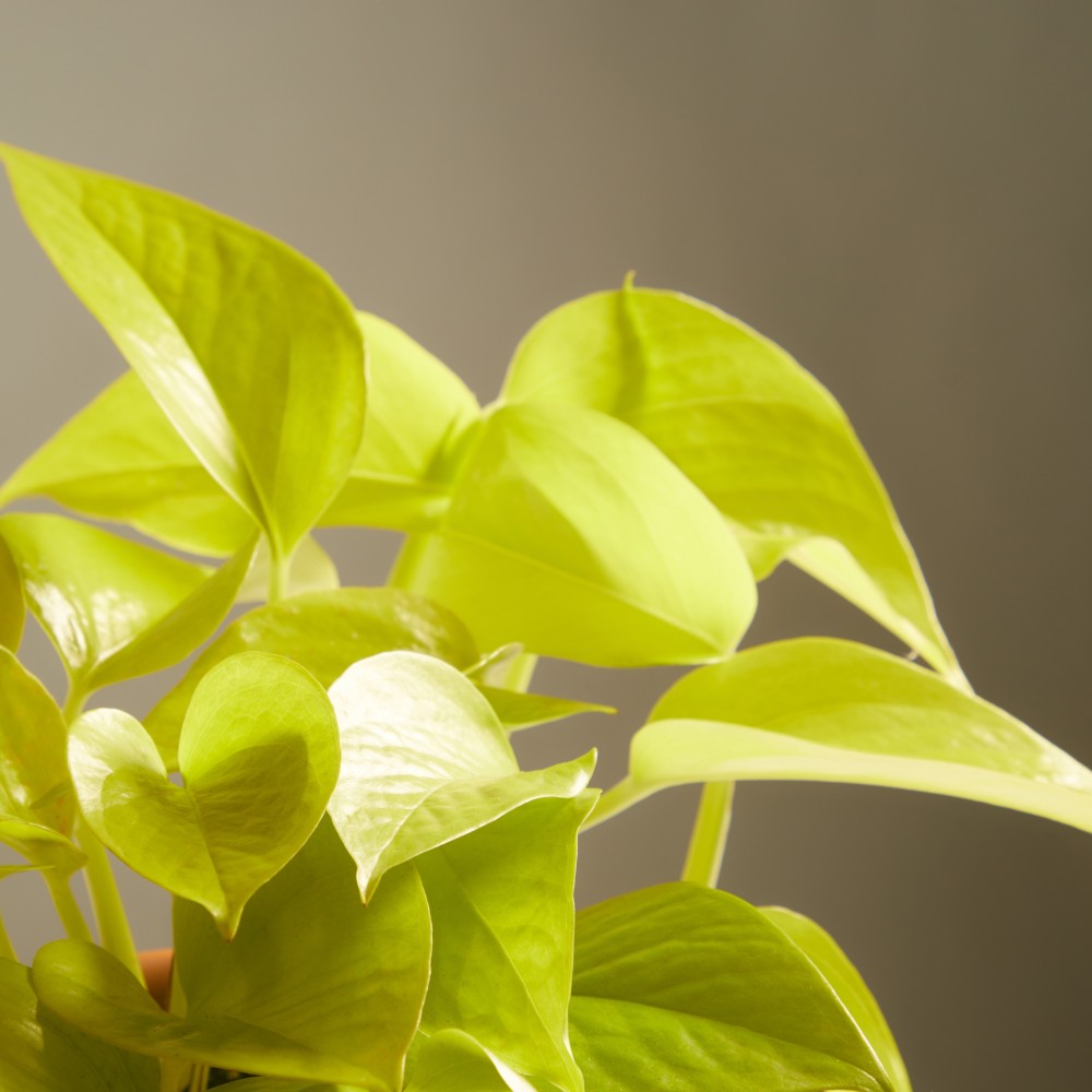 Эпипремнум Голден Лотос