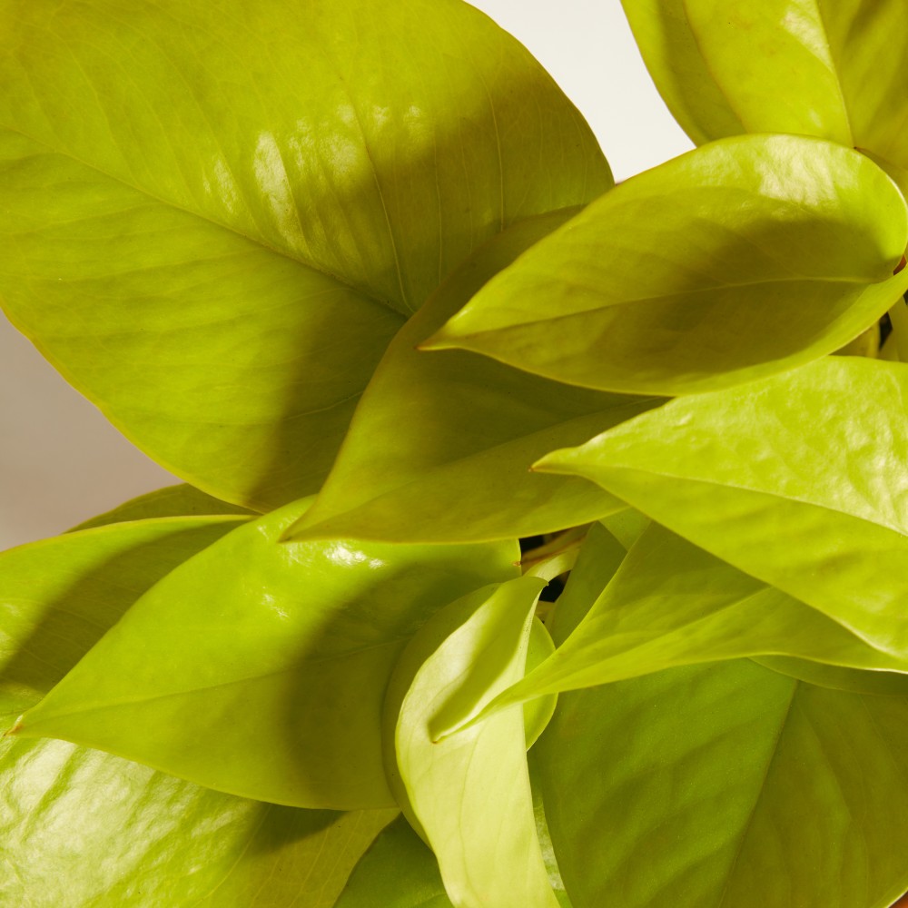 Эпипремнум Голден Лотос