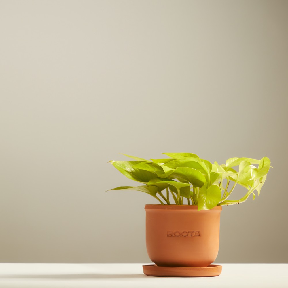 Эпипремнум Голден Лотос