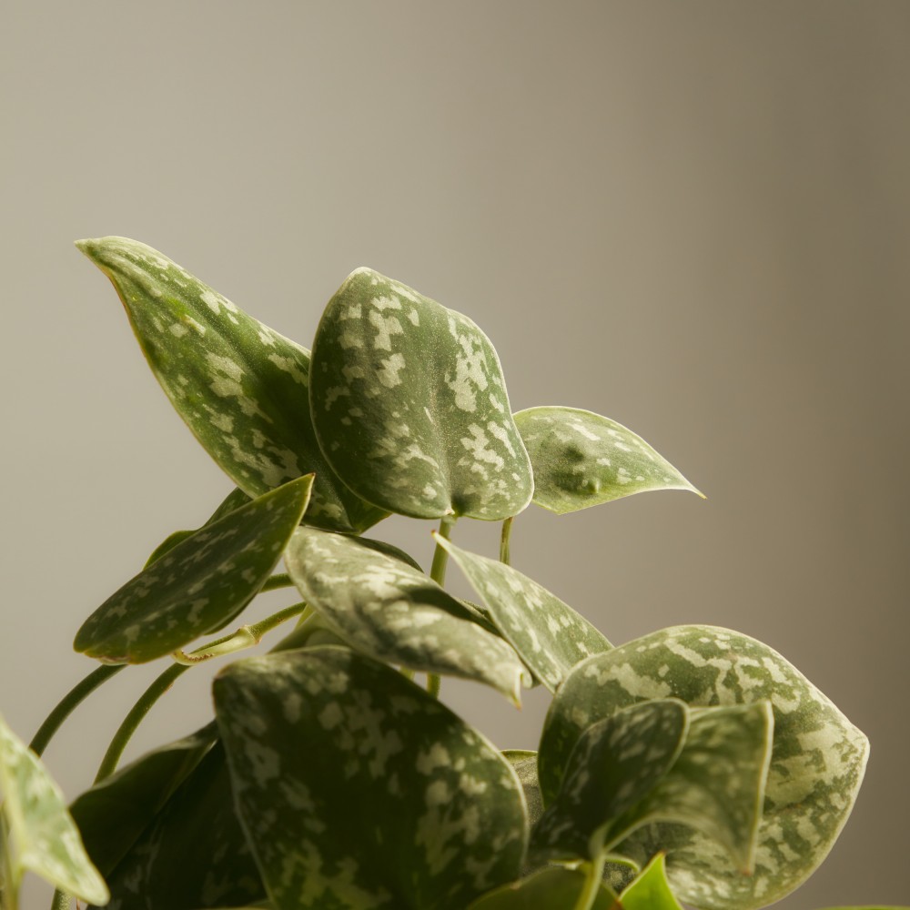 Эпипремнум Пиктус