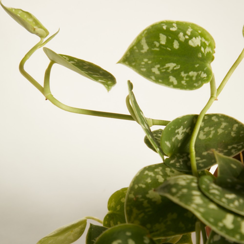 Эпипремнум Пиктус