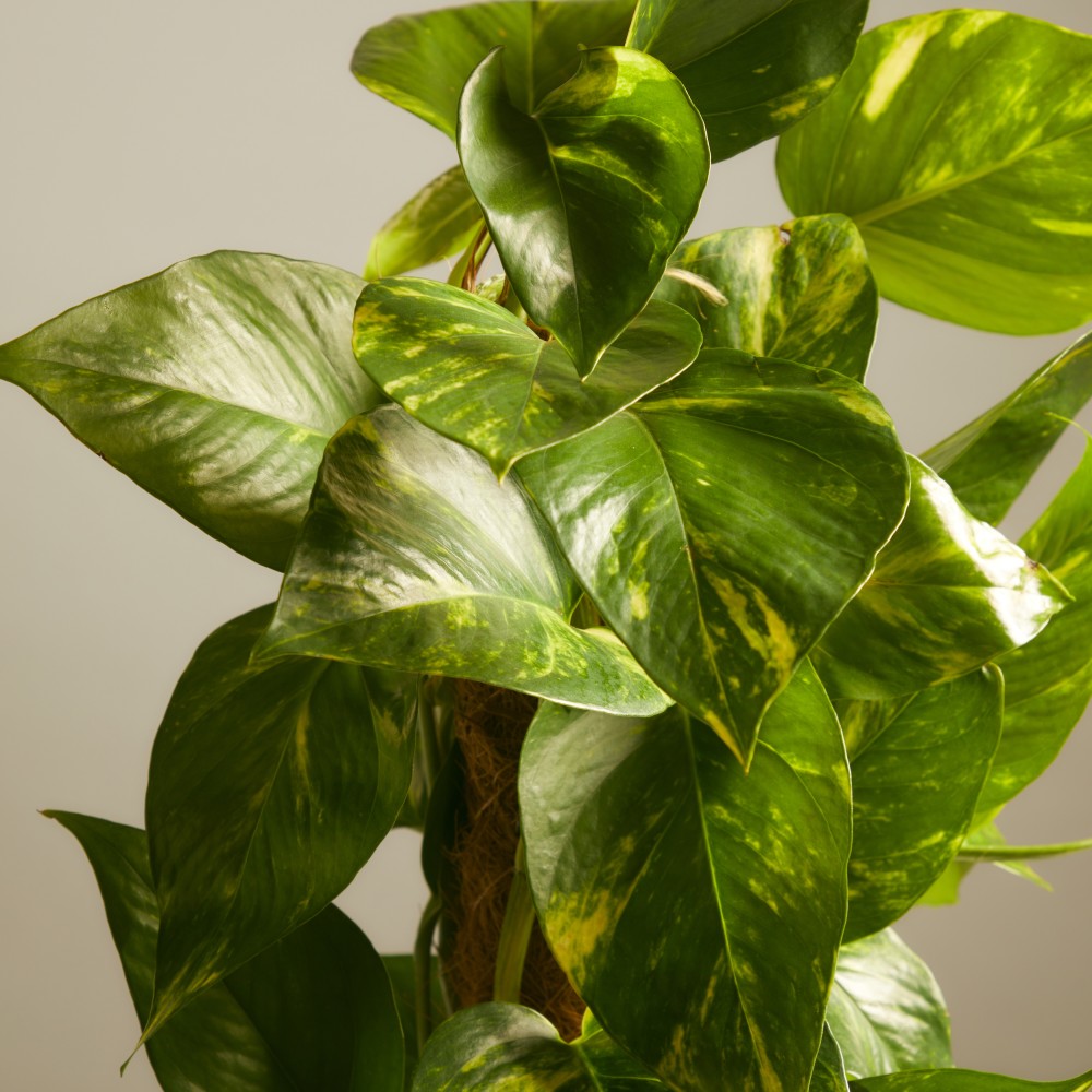 Эпипремнум Ауреум