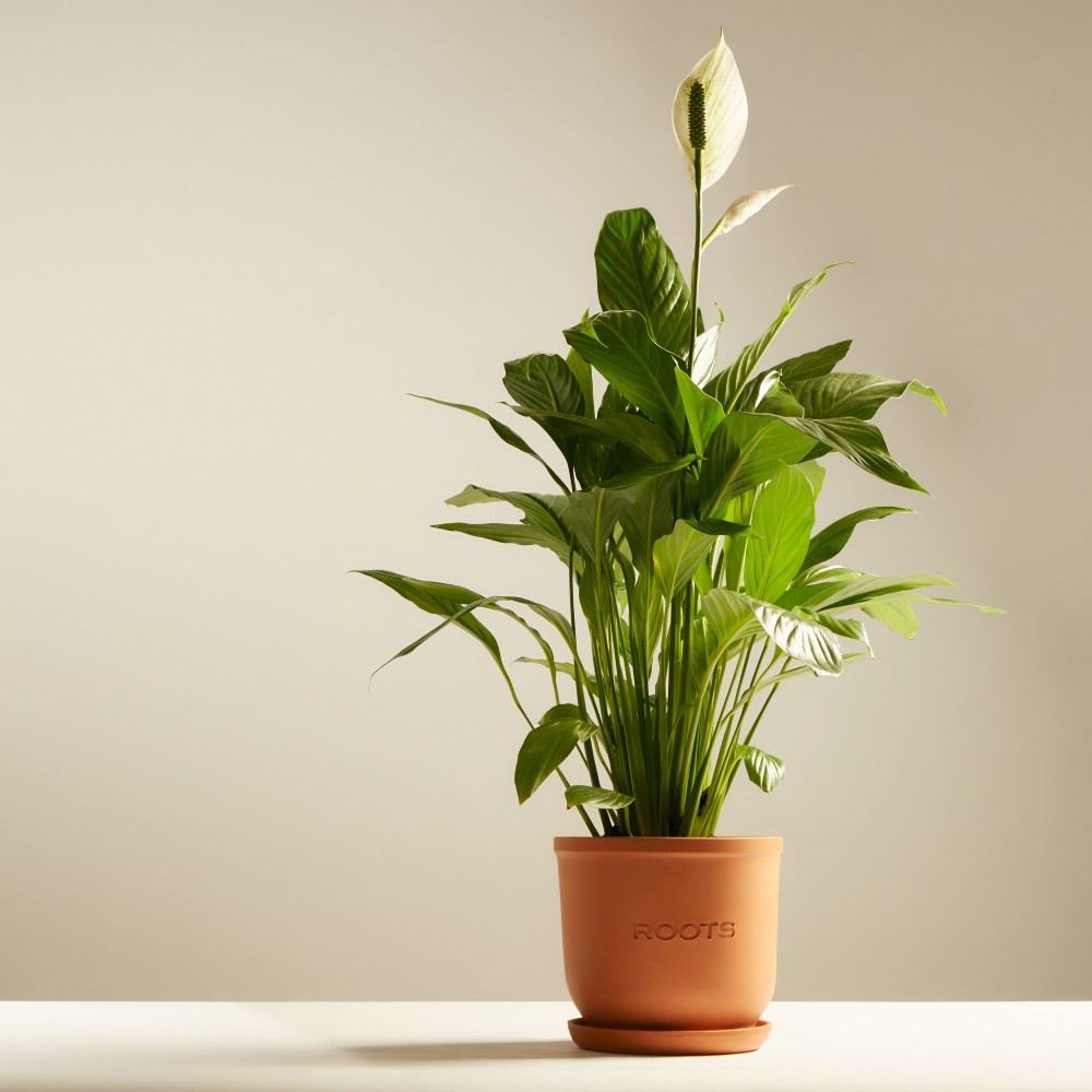 Спатифиллум Свит Чико Спатифиллум Свит Чико