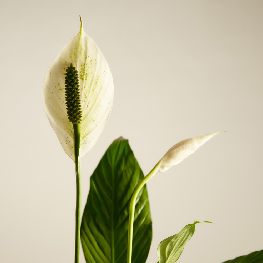 Спатифиллум Свит Чико Спатифиллум Свит Чико