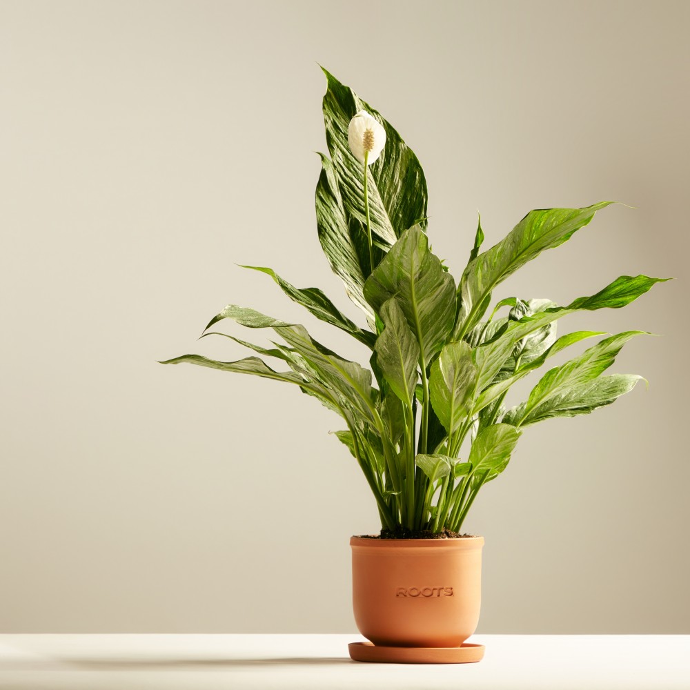 Спатифиллум Даймонд Спатифиллум Даймонд