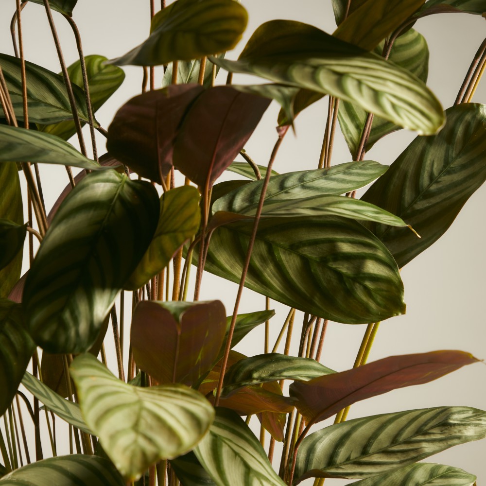 Ктенанта Сетоса