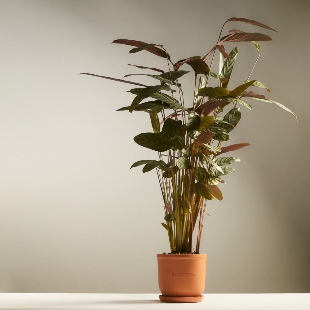 Ктенанта Сетоса