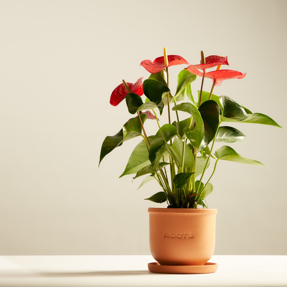 Антуриум Карма