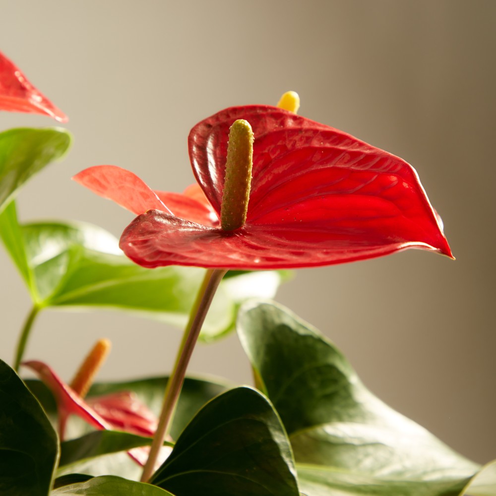 Антуриум Карма