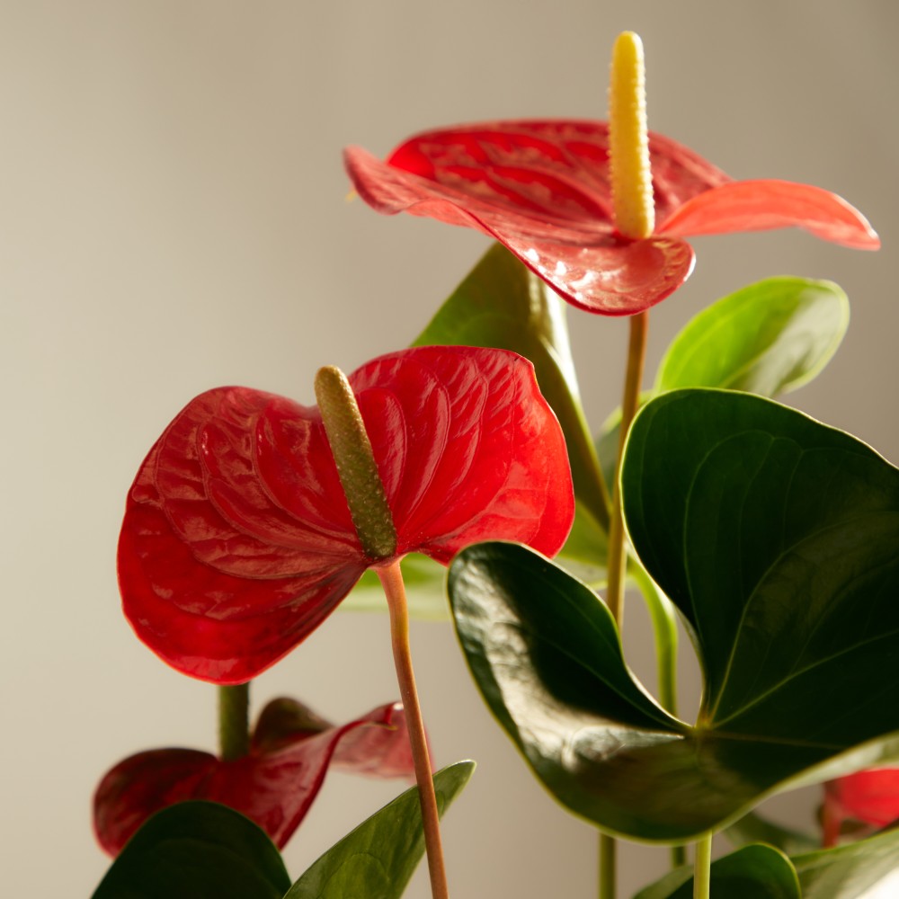 Антуриум Карма