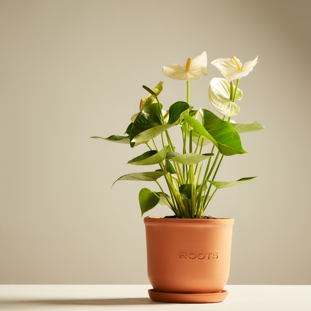 Антуриум Антедезия вайт