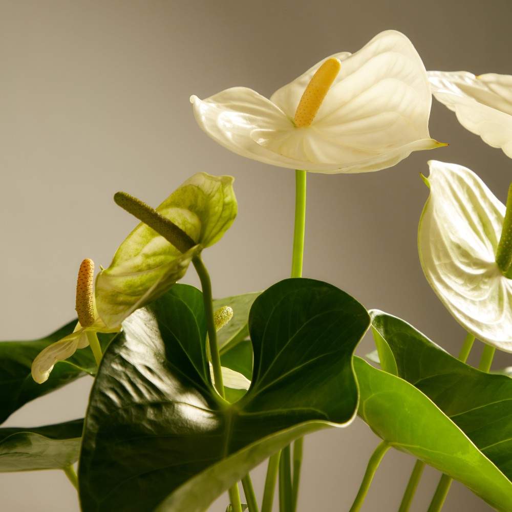 Антуриум Антедезия вайт