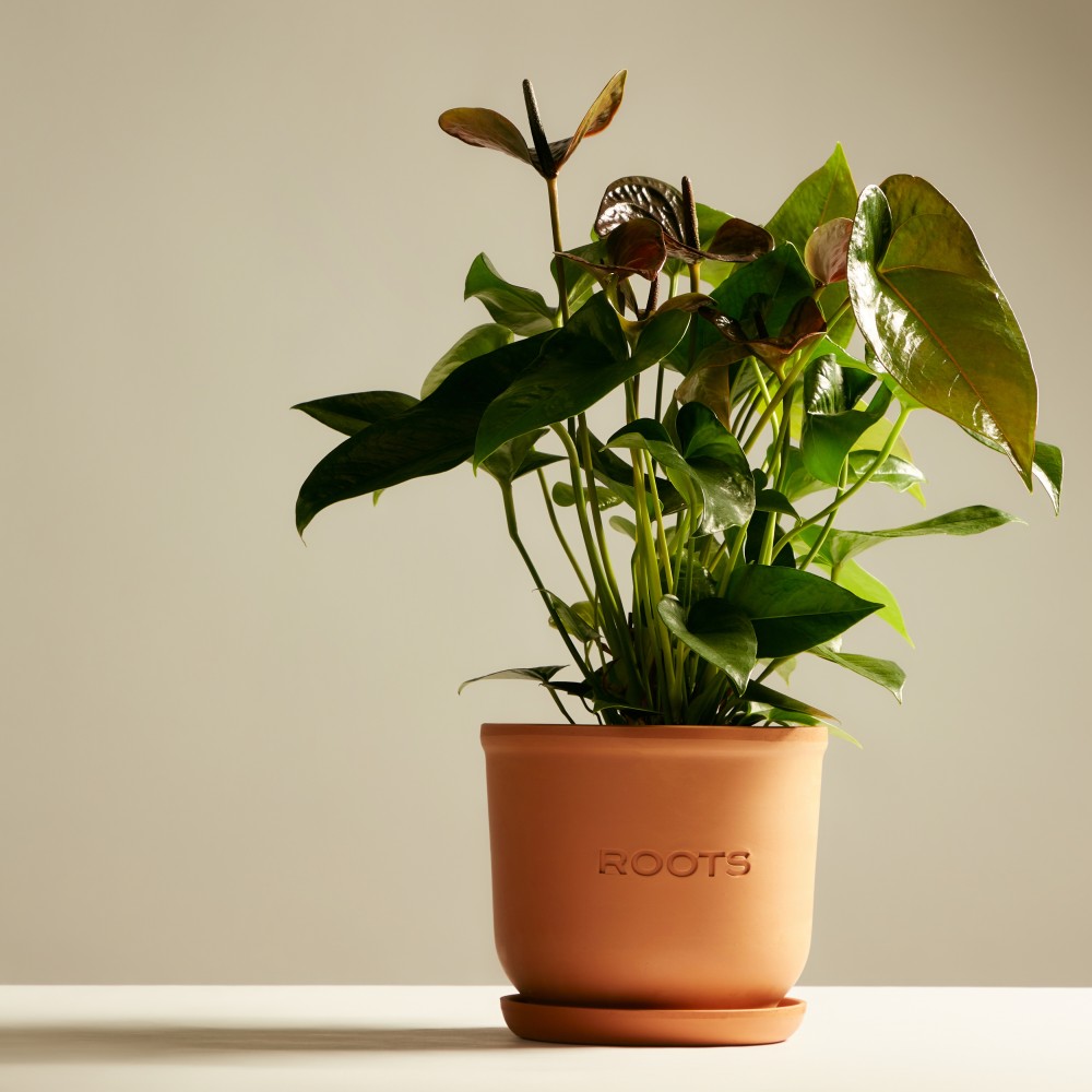 Антуриум Блэк