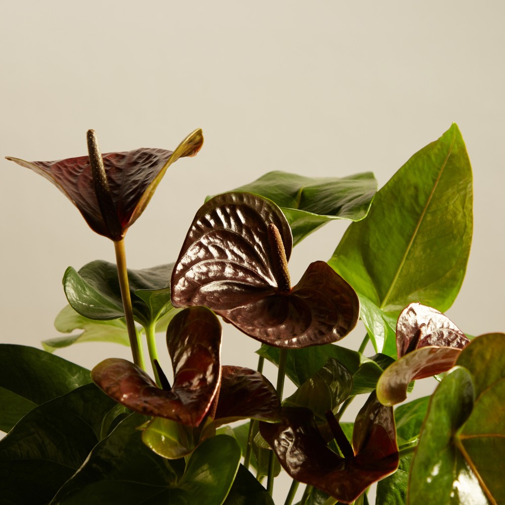 Антуриум Блэк