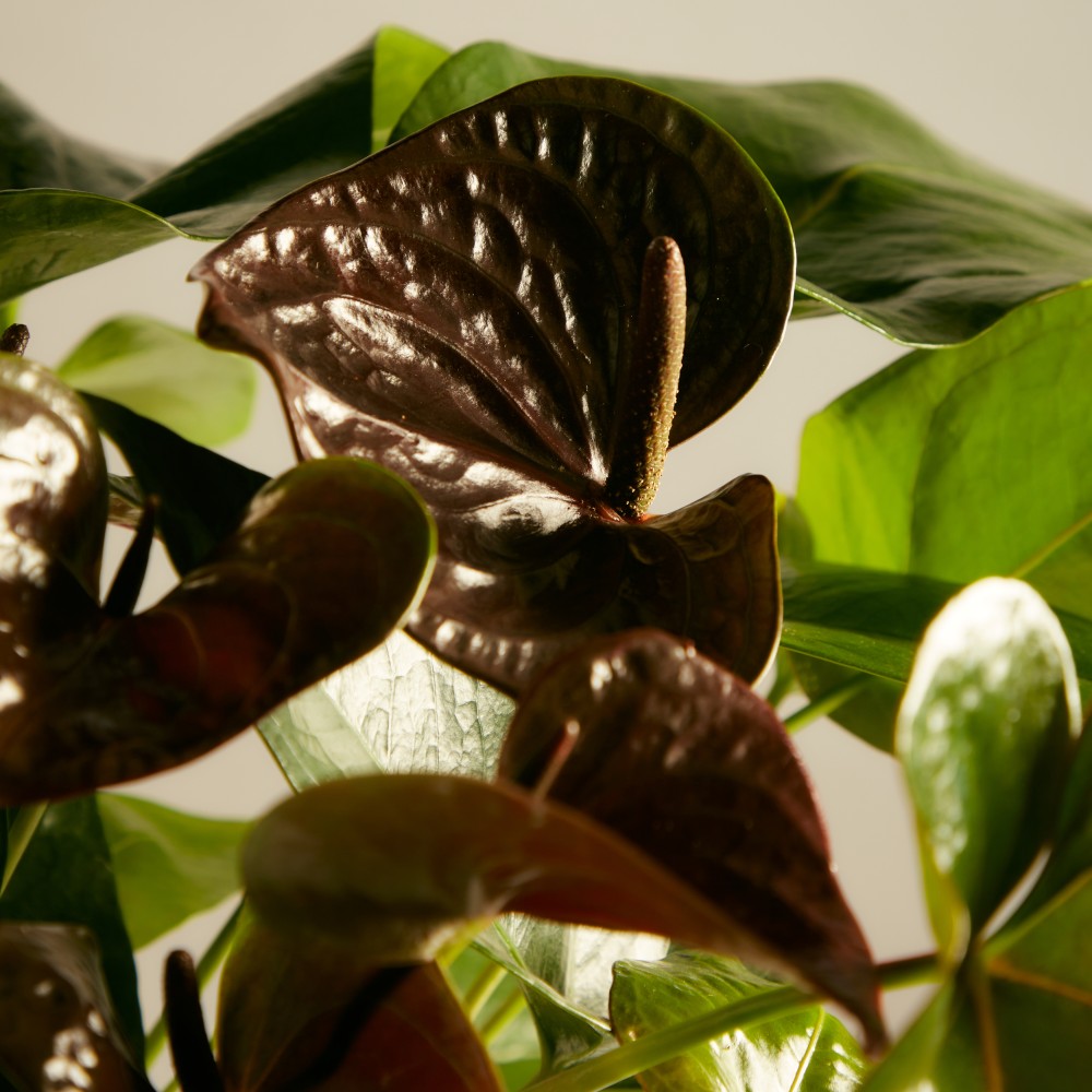 Антуриум Блэк