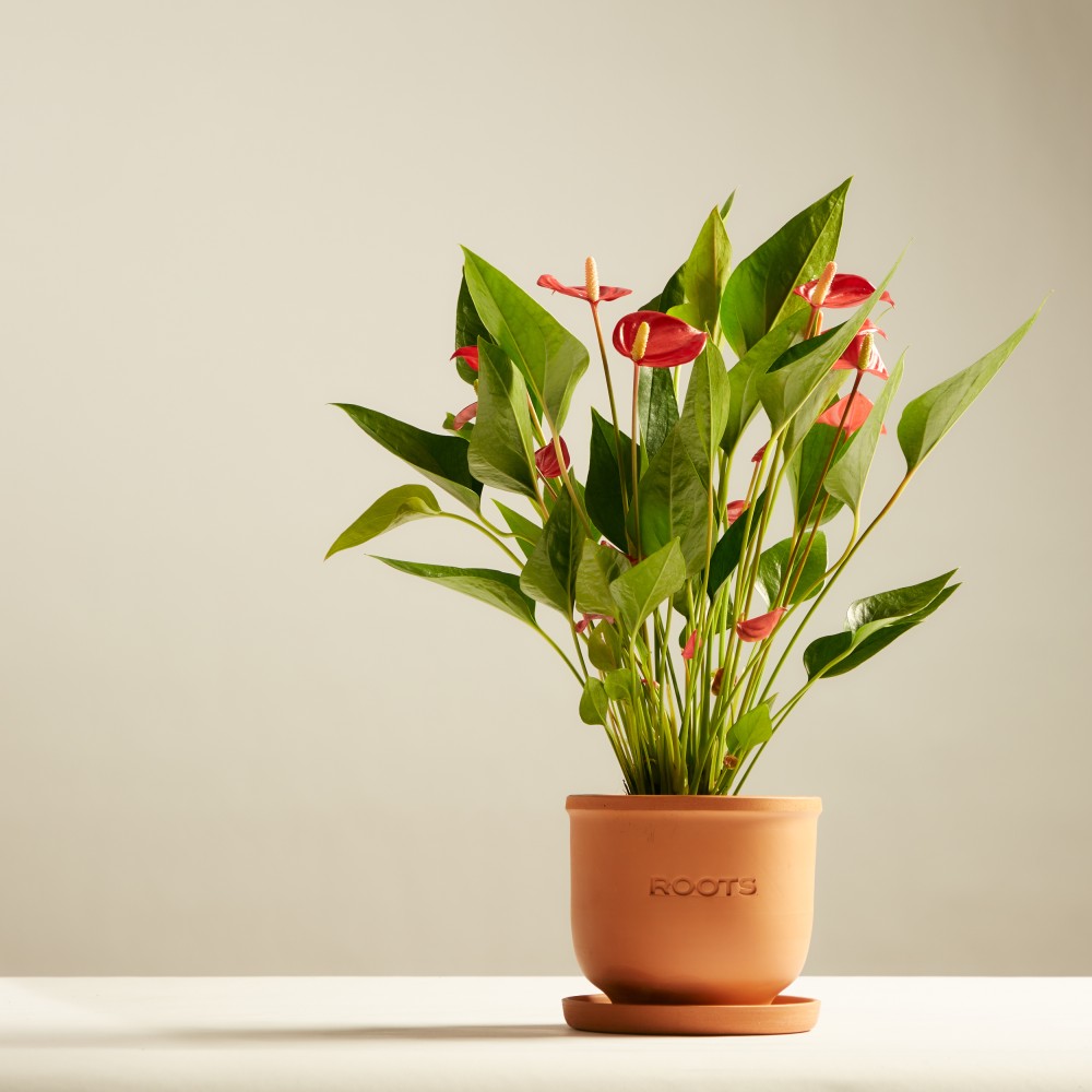 Антуриум Миллион Флауэрс