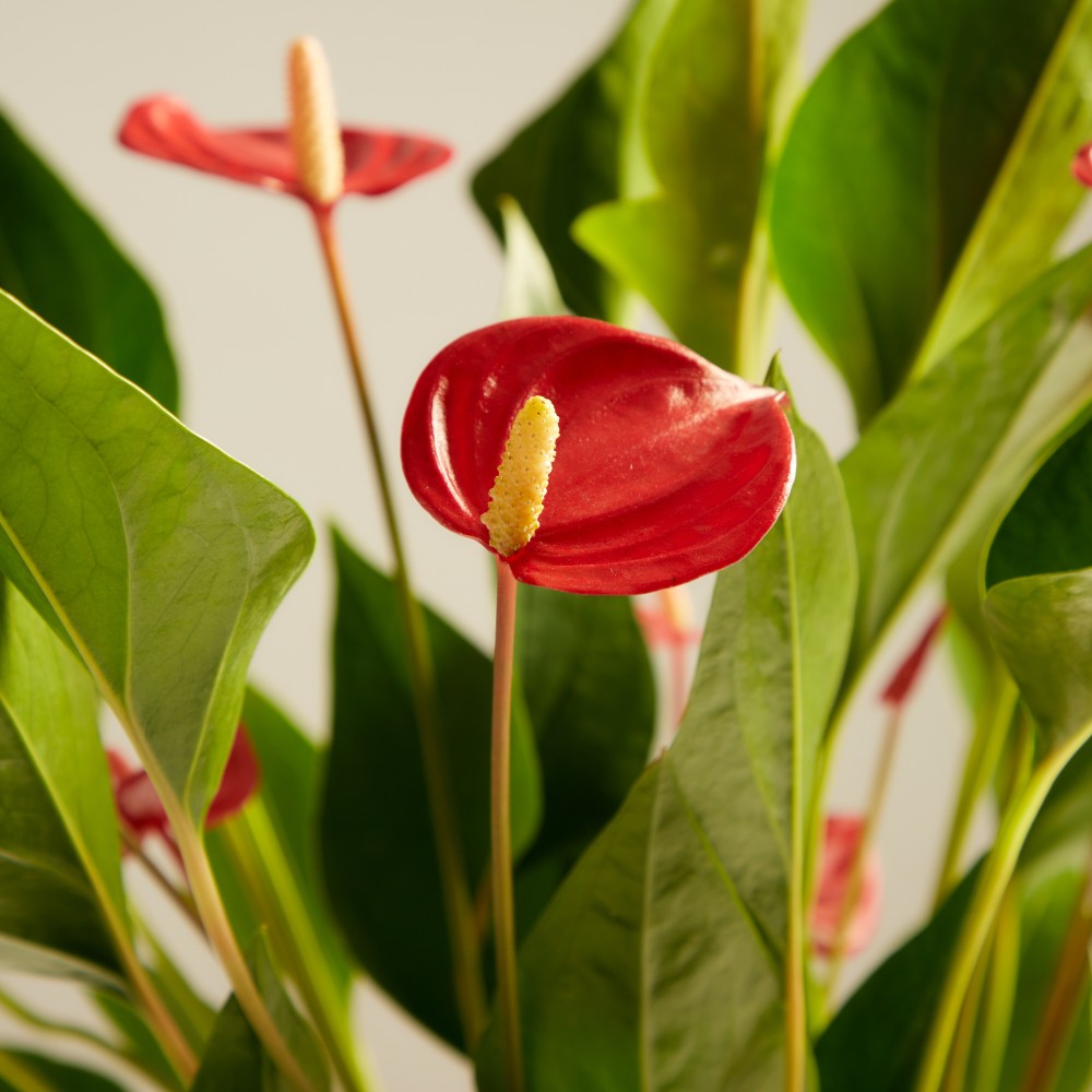 Антуриум Миллион Флауэрс