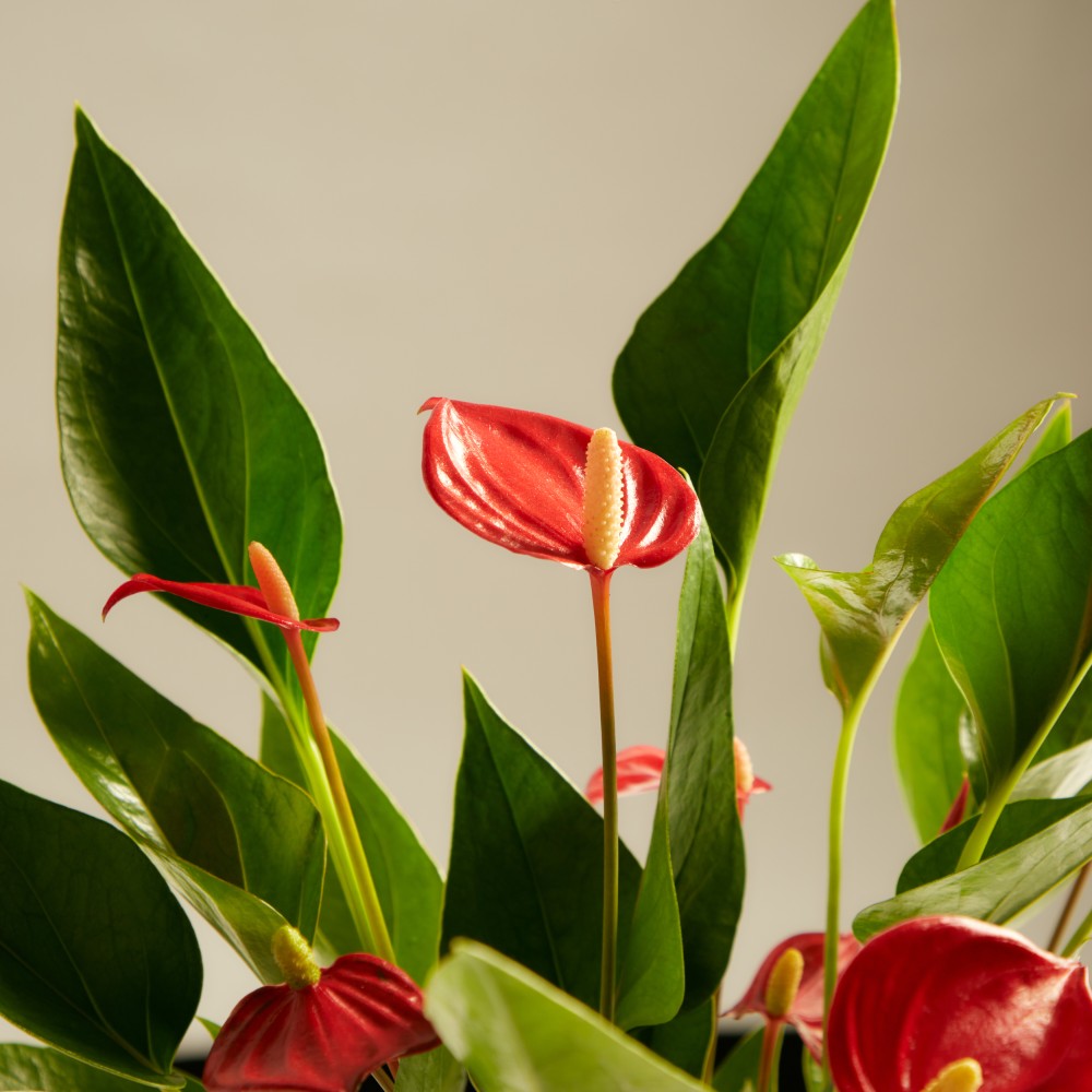 Антуриум Миллион Флауэрс