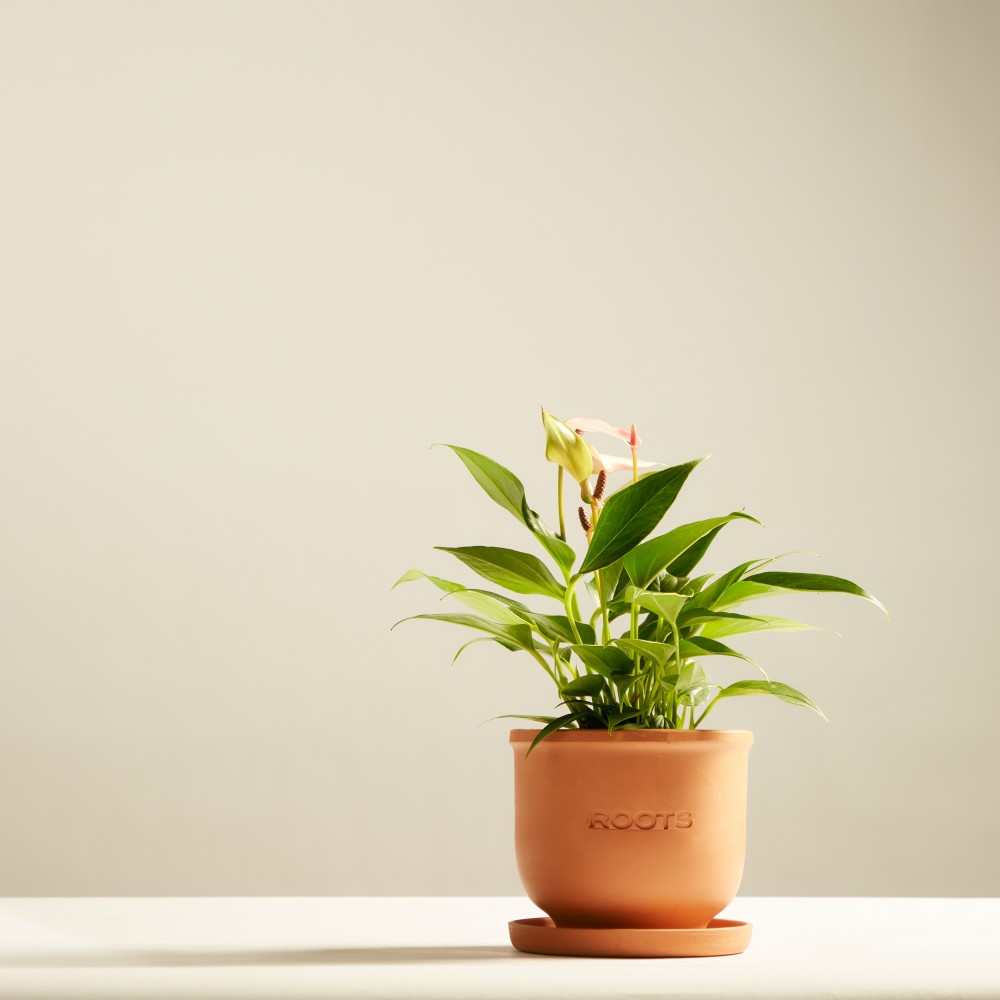 Антуриум Лилли