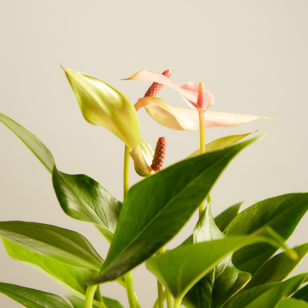 Антуриум Лилли